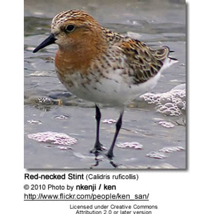 Red-necked Stint