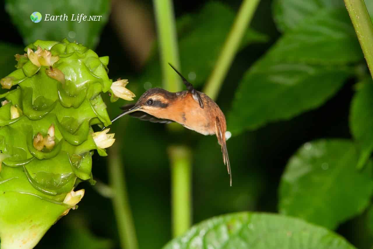 Reddish Hermit (Phaethornis ruber)