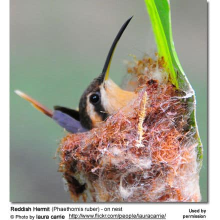 Reddish Hermit (Phaethornis ruber)