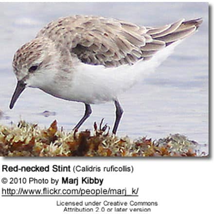 Red-necked Stint (Calidris ruficollis)