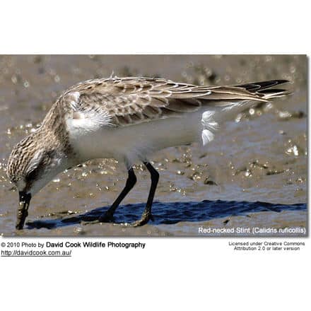 Red-necked Stint (Calidris ruficollis)