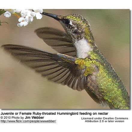 Juvenile or Female Ruby-throated Hummingbird feeding on nectar 