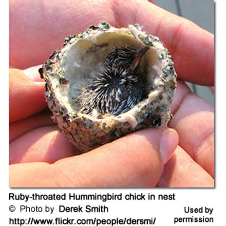 Ruby-throated Hummingbird chick in nest