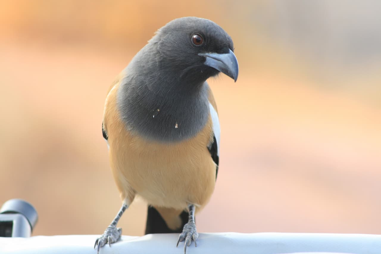 Rufous Treepies