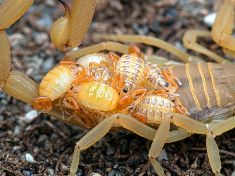 Centruroides sculpturatus