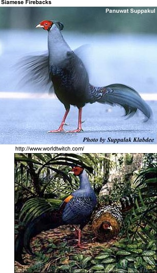 Siamese Fireback