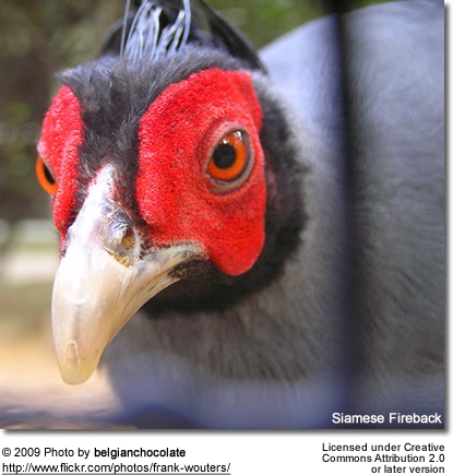 Siamese Fireback Pheasant