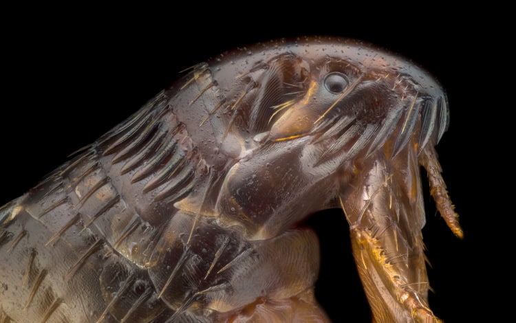 close up of a flea