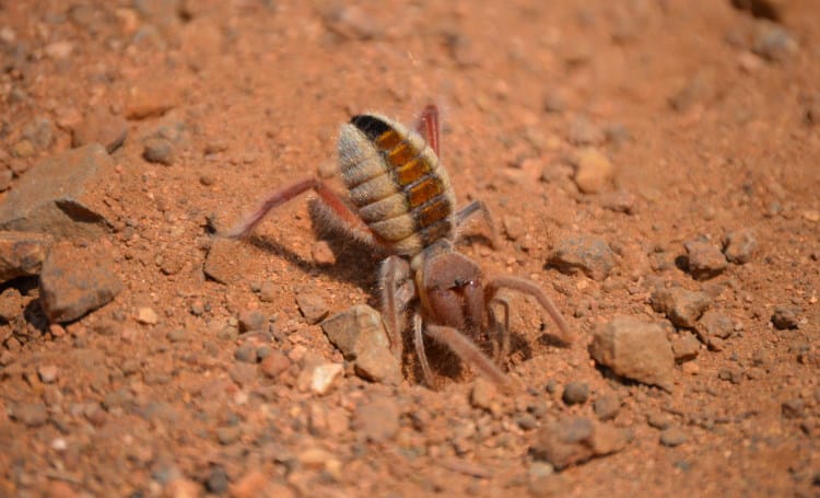 Wind Scorpion digging nest