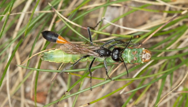 Solitary wasp Ammophila