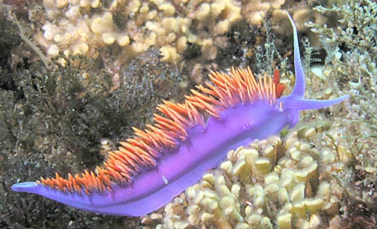 Spanish Shawl nudibranch