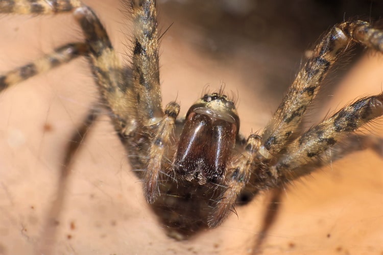 fastest spider Tegenaria atrica