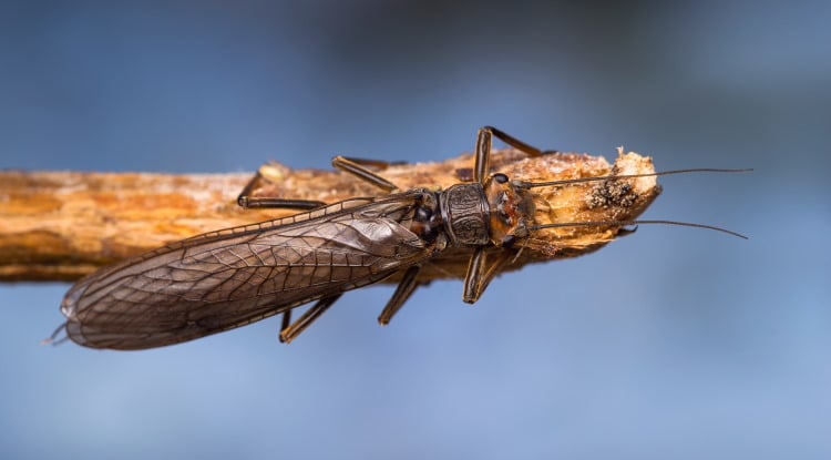 plecoptera dinocras on branch