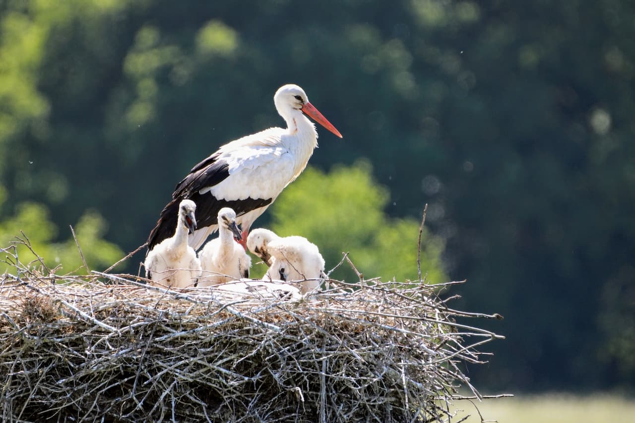 A Baby Storks with their Mother in the Nest