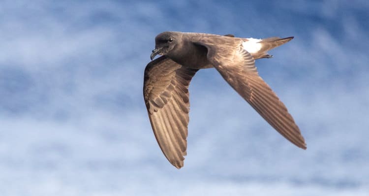 Grant's Storm Petrel