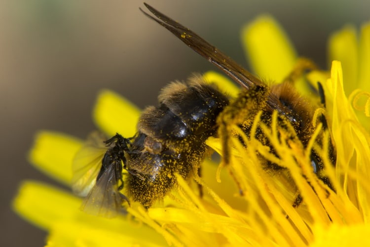 stylops parasite bee