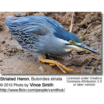 Striated Heron, Butorides striata, also known as Mangrove Heron or Little Heron