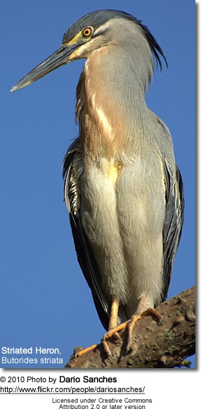 Striated Herons