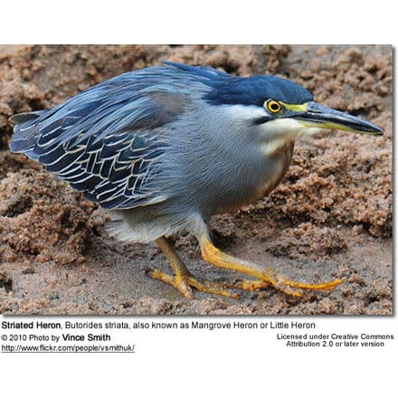 Striated Heron, Butorides striata, also known as Mangrove Heron or Little Heron