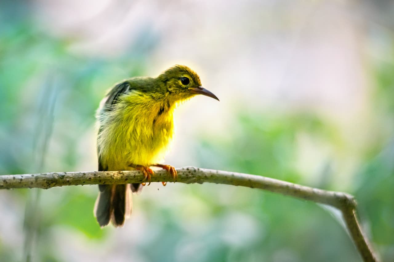 The Sunbirds and Spiderhunters Is Perched In The Thorn Of A Tree