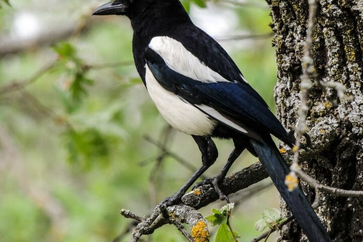 What Is A Swooping Magpie