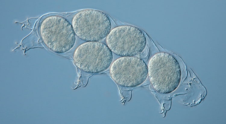 tardigrade eggs