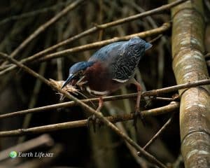 The Bird Digestive System Information