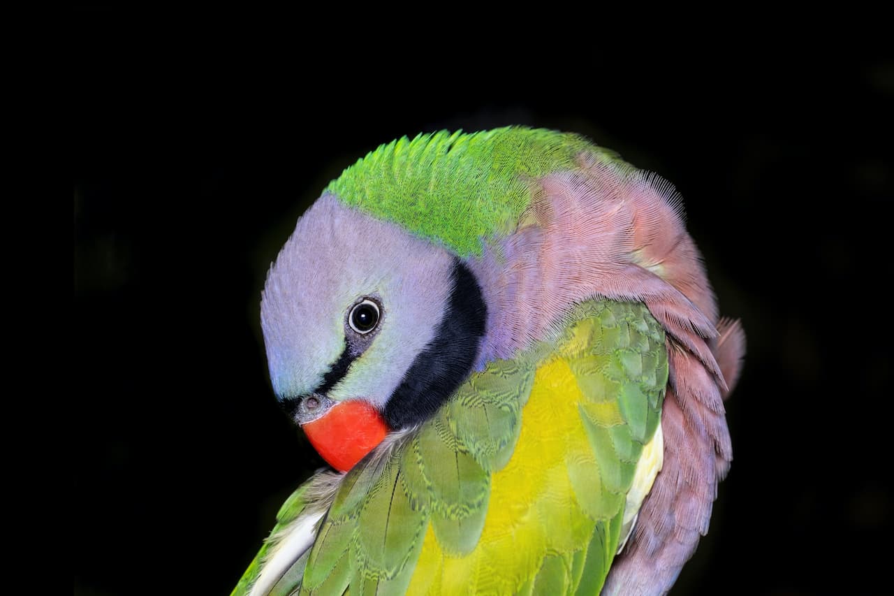 The Moustached Parakeet Close Up
