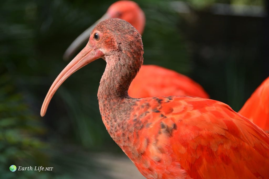 The Scarlet Ibis (Eudocimus Ruber) Close Up