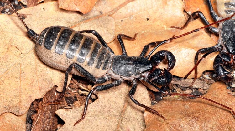 giant whip scorpion