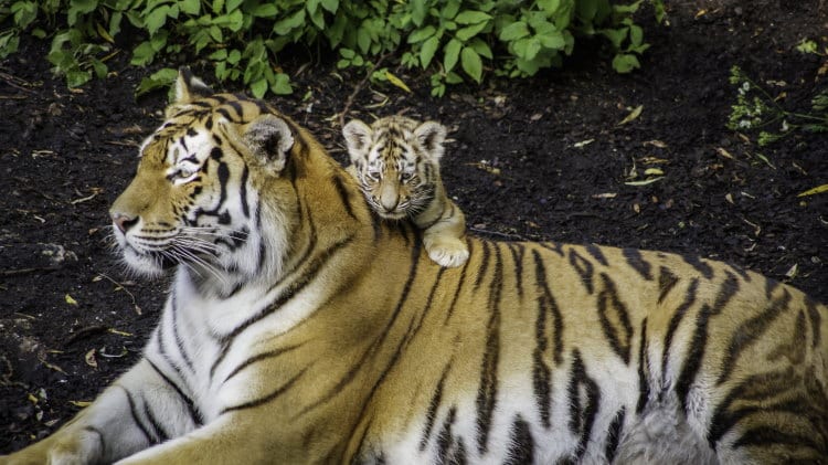 siberian tiger with cubs