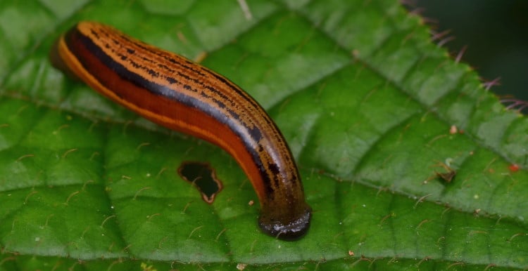 tiger leech order hirudinea genus Haemadipsa