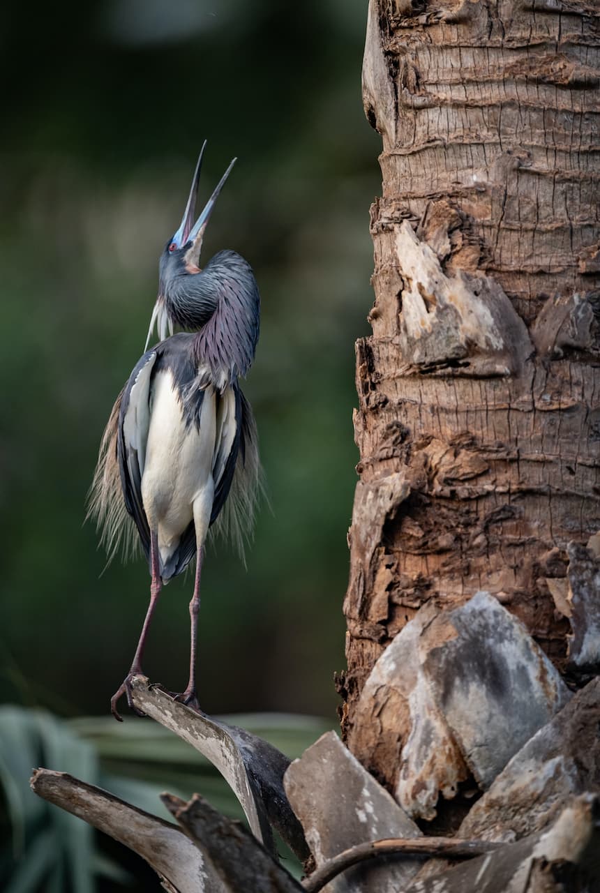 Tri-colored Herons