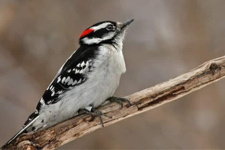 Are Woodpeckers Omnivores