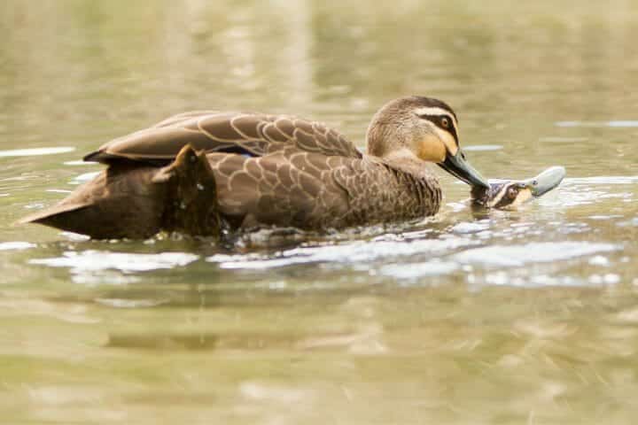 How Do Ducks Mate? Amazing and Frightening Sex Lives of Ducks