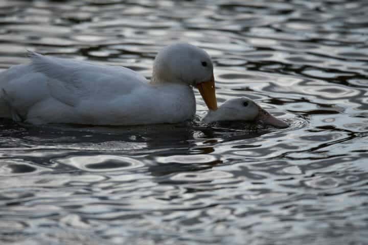 How Do Ducks Mate? Amazing and Frightening Sex Lives of Ducks