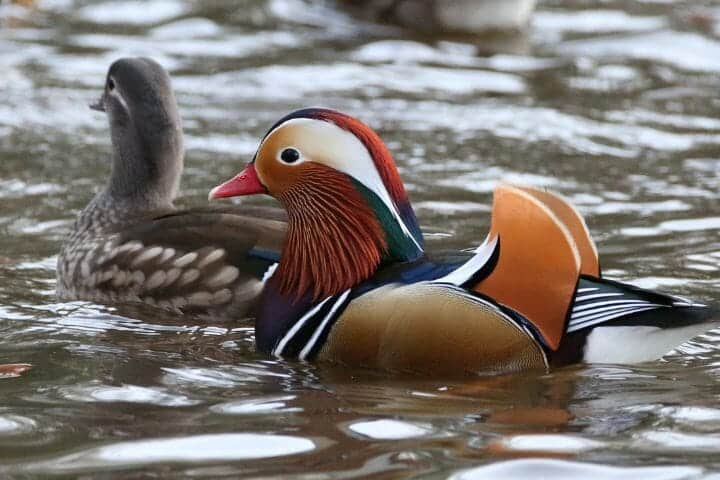 How Do Ducks Mate? Amazing and Frightening Sex Lives of Ducks