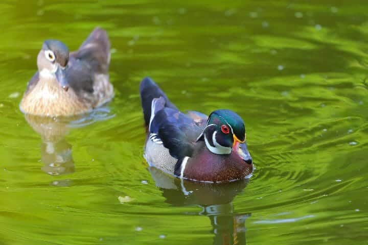 How Do Ducks Mate? Amazing and Frightening Sex Lives of Ducks