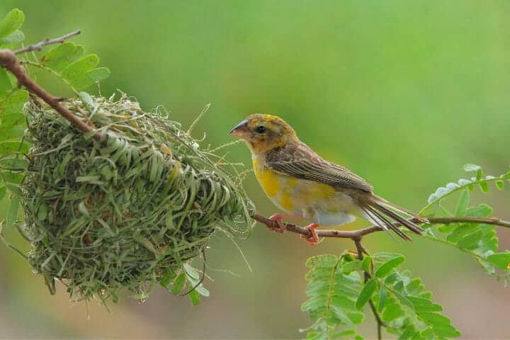 Do birds return to the same nest every year? Or is there a turf war over old nests?