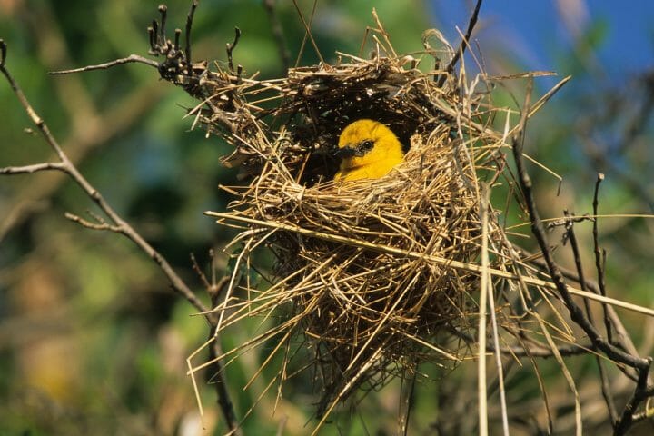 Do birds return to the same nest every year? Or is there a turf war over old nests?