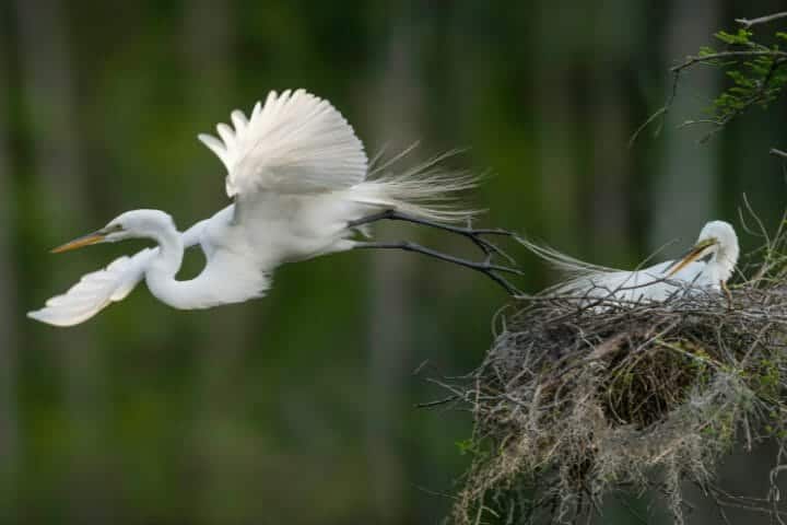 Do birds return to the same nest every year? Or is there a turf war over old nests?