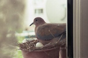 How To Protect A Birds Nest From Rain
