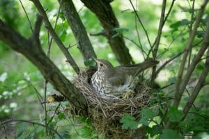 How To Protect A Birds Nest From Rain
