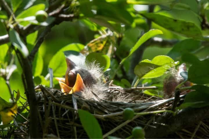 How To Protect A Birds Nest From Rain
