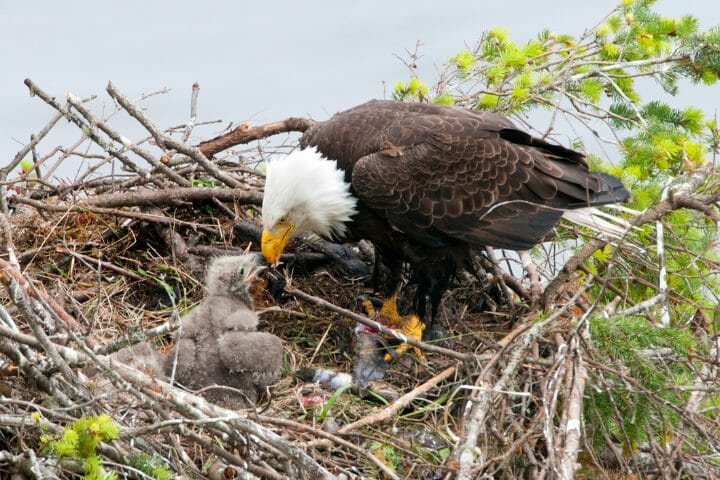 how big is a bald eagle nest