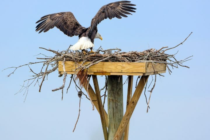 how big is a bald eagle nest