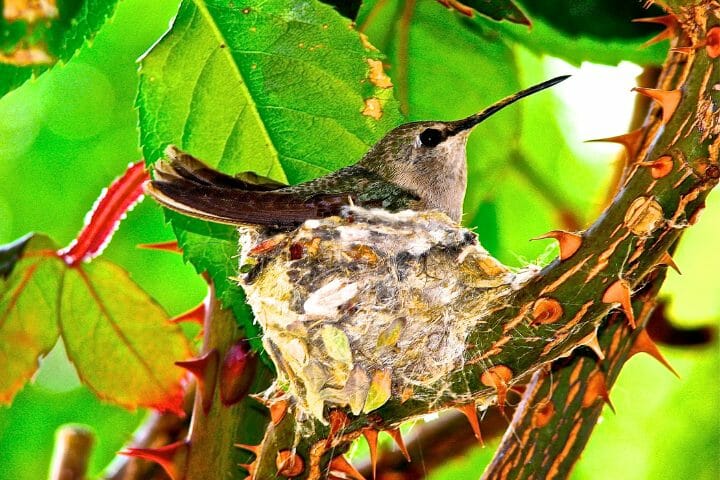 How To Find A Hummingbird Nest in 3 Easy Ways
