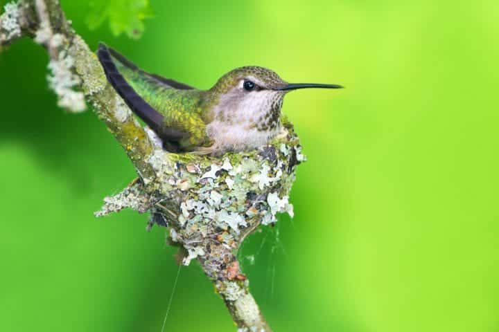 How To Find A Hummingbird Nest in 3 Easy Ways