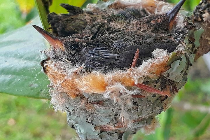 How To Find A Hummingbird Nest in 3 Easy Ways
