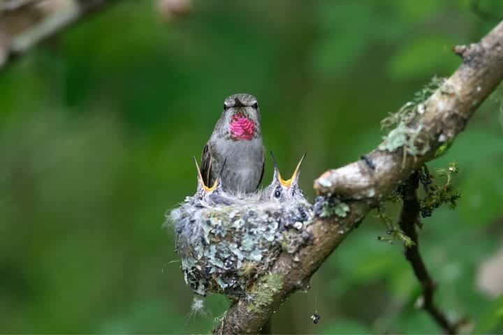 How To Find A Hummingbird Nest in 3 Easy Ways
